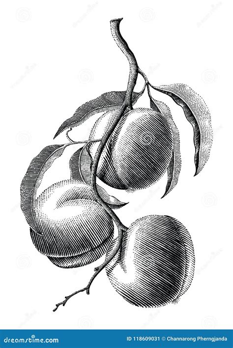 Set Of Ivy Branch Hand Drawn Illustration Converted To Vector