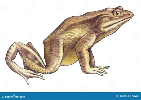 Goliath Frog Royalty-Free Stock Image | CartoonDealer.com #12739348