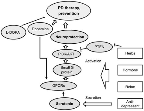 Pi3kakt Signaling Mediated By G Protein‑coupled Receptors Is Involved