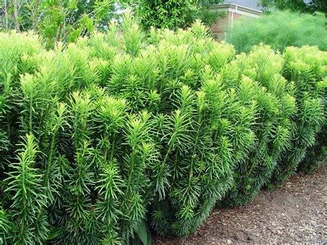 Upright Japanese Plum Yew For Sale Online The Tree Center