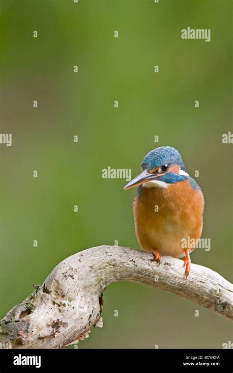 Eisvogel Alcedo Atthis Common Kingfisher Alcedo Atthis Stock Photo Alamy