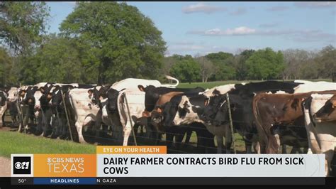 Dairy Farmer Contracts Bird Flu From Sick Cow YouTube