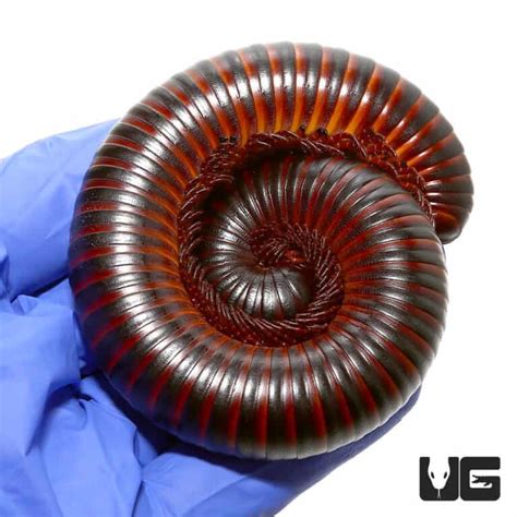 Giant African Millipedes (Archispirostreptus gigas) For sale ...