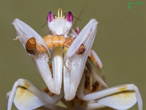 Hymenopus coronatus (Orchid Mantis) - The Praying Mantis