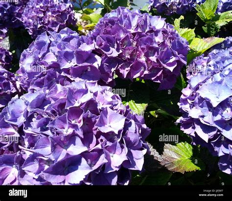 Bright Hydrangeas Hi Res Stock Photography And Images Alamy