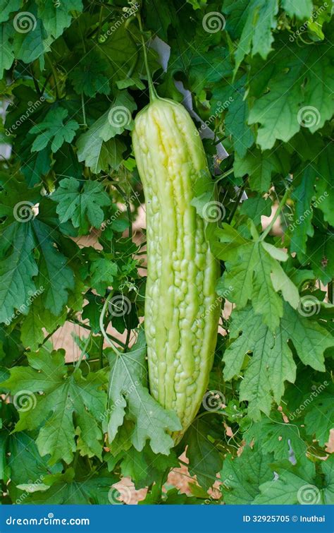 Bitter Gourdbitter Melonbitter Cucumberbalsam P Stock Image Image