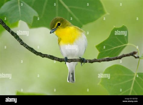 Yellow throated Vireo Stock Photo - Alamy