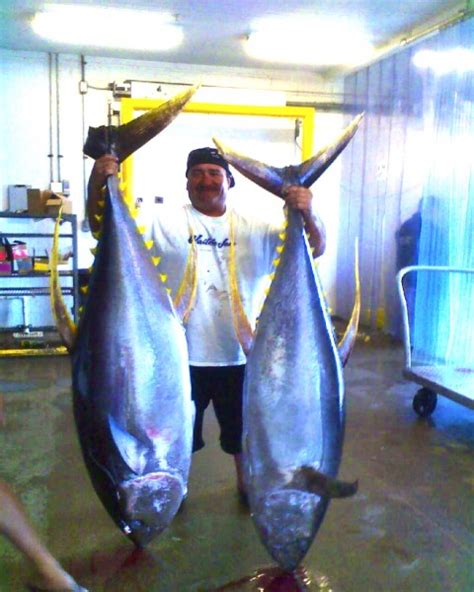 Yellow Fin Tuna Action In Hawaii