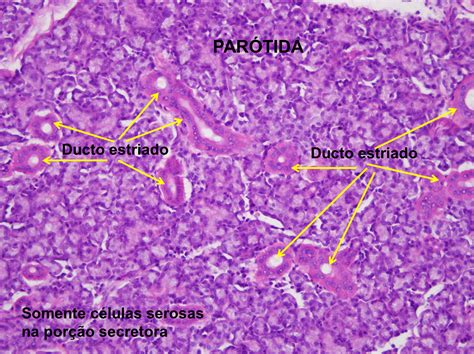 Sistema Digestório Histologia de Órgãos e Sistemas