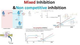 Uncompetitive Inhibition