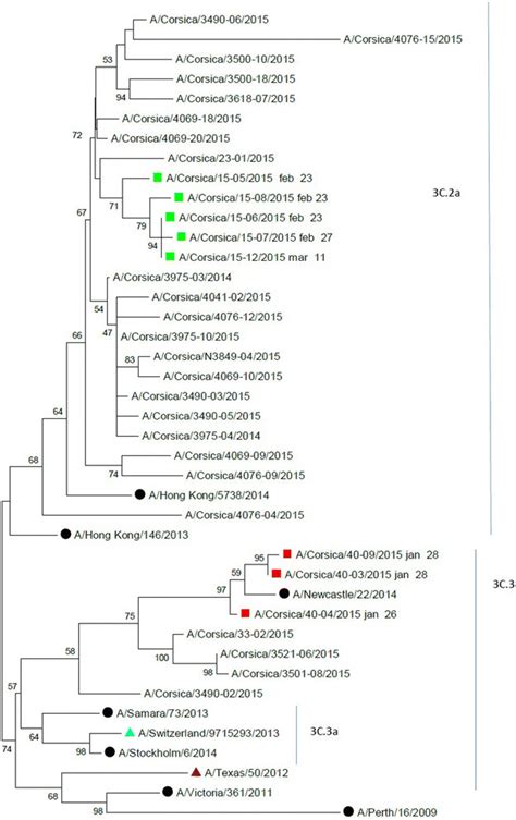 Phylogenetic Analysis Of Hemagglutinin Ha Nucleotide Sequences Of Download Scientific Diagram