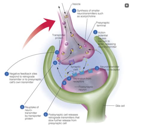 Chap 2 Synapses Flashcards Quizlet