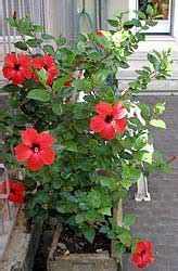 Hibisco Rosa De China Pac Fico Cardenales Flor Del Beso Hibiscus