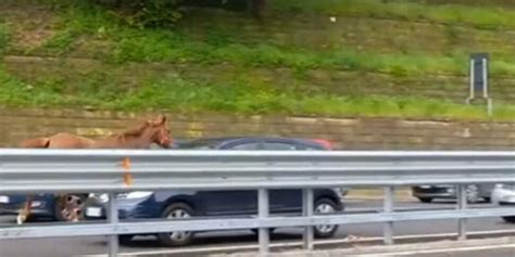 Cavallo In Tangenziale A Napoli Tra Le Auto Salvato A Fuorigrotta IL