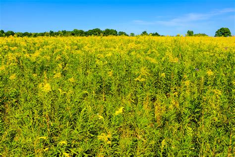 Field Of Ragweed Upstate New York Stumppix Flickr