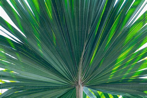 Palm Leaf From Behind By Stocksy Contributor Kristin Duvall Stocksy