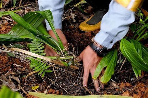 Step By Step Guide On How To Transplant A Plant