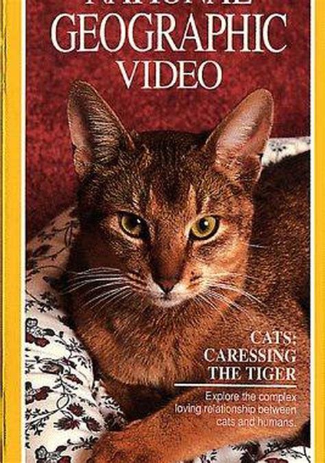 Cats Caressing The Tiger Streaming Watch Online