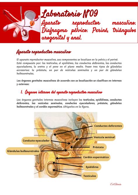 Portada Del Lab De Macro Aparato Reproductor Masculino El Aparato