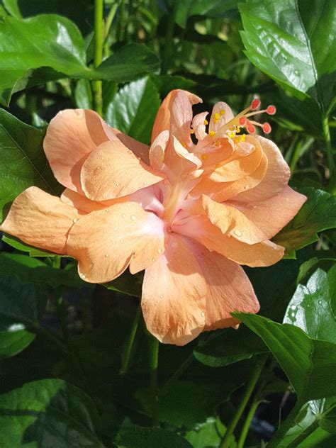 Joanne Double Orange Hibiscus Plant – Kens-Nursery