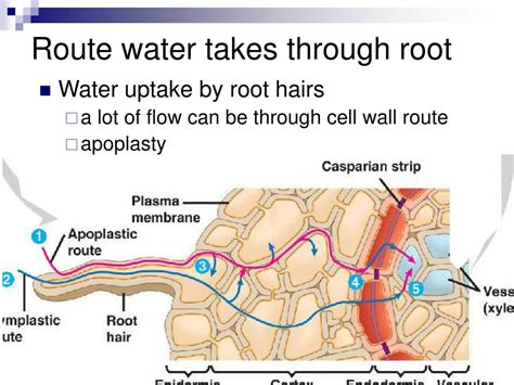 Ppt Transport In Plants Chapter 36 Powerpoint Presentation Free