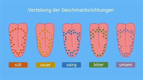 Geschmacksrichtungen Welche Gibt Es Mit Video