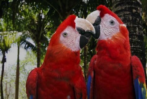 Guacamayas Rojas Son Reinsertadas En Su Hábitat Crisol Fm