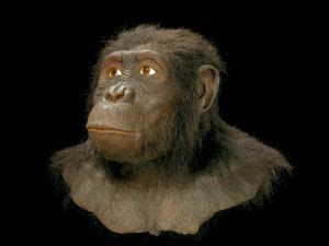 Australopithecus anamensis - Alchetron, the free social encyclopedia