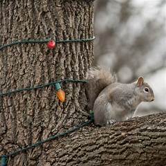 How Holiday Lights Impact Animals In The Wild