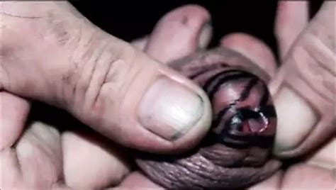 German Amateur Gay With Pierced Cock Barebacked In Ass In English Anal Porn XHamster