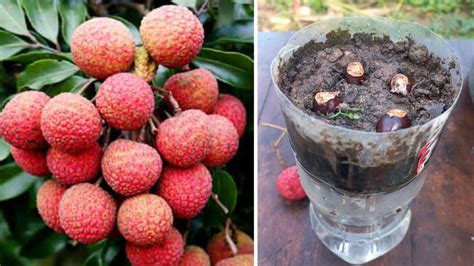 How To Grow Lychee From Seed Fast And Simple Work At Home My