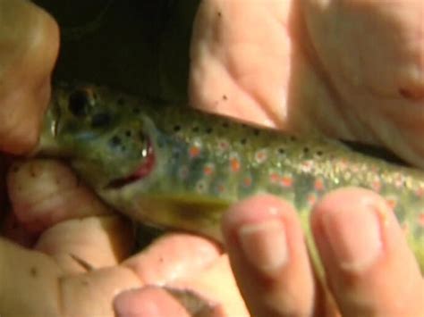 Opposition d un collectif de pêcheurs d eau douce de Haute Corse à la