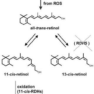 Isomerization Of Cis Retinols To All Trans Retinol In Uv Treated Rpe