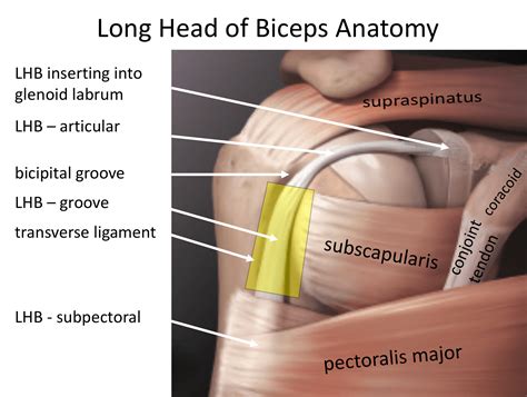 Long Head Of Biceps Cambridge Shoulder