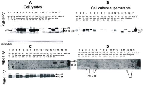 In Vitro Replication Phenotype Of A Novel 1G Hepatitis B Virus