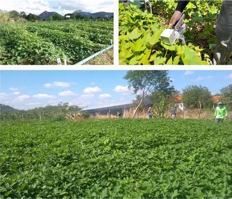 Pesquisa Desenvolvida Na UEPB Potencializa Cultivo Batata Doce Na