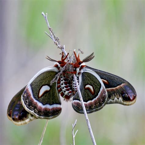 Brown Day Feeding Moths