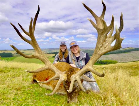 Red Stag Unveiling The Majestic World Of Red Deer Behaviours