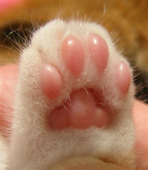 Paw Tap Imgur Pretty Cats Cute Baby Cats Cat Paws