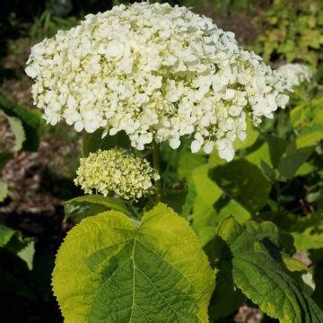 Hydrangea arborescens Annabelle Hortensia aux énormes boules blanches