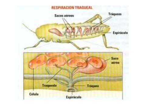 Entomología Abdomen De Los Insectos Y Desarrollo Fisiologico Ppt