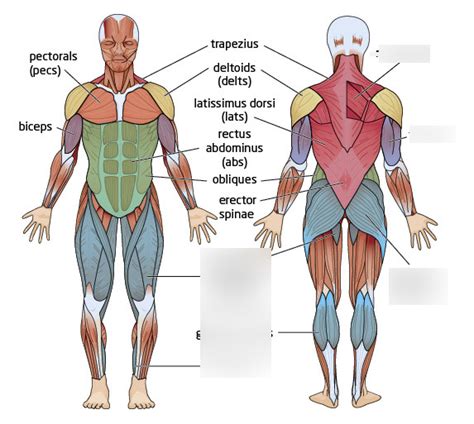 Physical Education Major Muscle Groups Chart Part 4 Diagram Quizlet