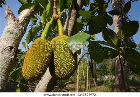 Fresh Green Jackfruit Artocarpus Heterophyllus Hanging Stock Photo