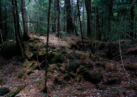 An afternoon in Aokigahara – Part 1 – Lost in the Lens
