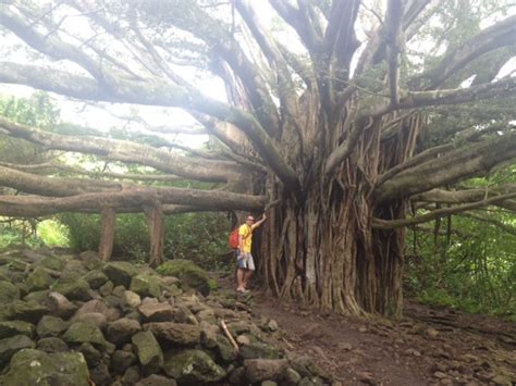 Banyan Tree (Maui, Hawaii) | ThriftyFun