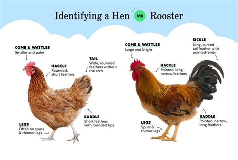 How To Identify A Rooster Vs Hen Rooster Rhode Island Red Chickens