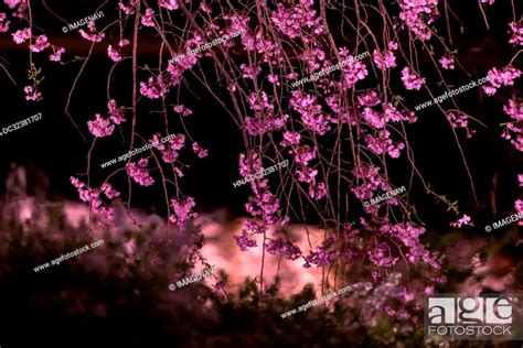 Cherry Blossoms in Kyoto, Kyoto Prefecture, Japan, Stock Photo, Picture And Royalty Free Image ...