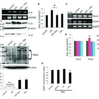 Dex Induced Inhibition Of Lps Induced Inflammatory Cytokine