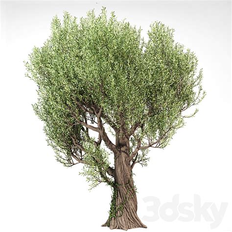 Olive Tree With Vines Tree 3D Models