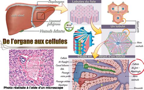 🔬le Foie Humain Bio And Phyto 🌿